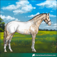 Horse Color:Buckskin Appaloosa 