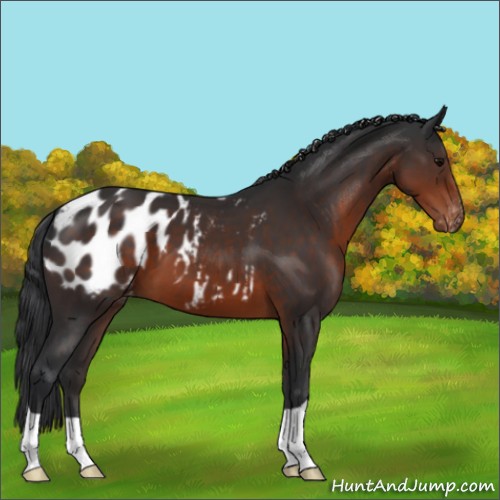 Horse Color:Brown Appaloosa 