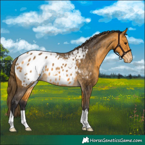 Horse Color:Buckskin Blanket 