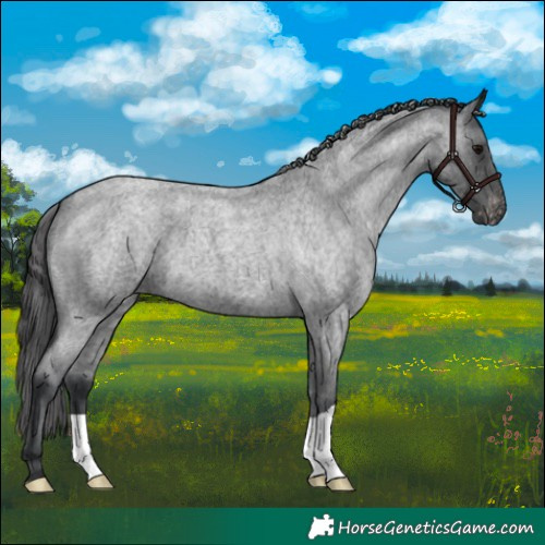 Horse Color:Blue Roan Varnish 