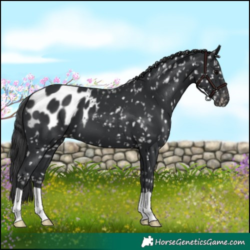 Horse Color:Black Appaloosa 