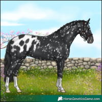 Horse Color:Black Appaloosa