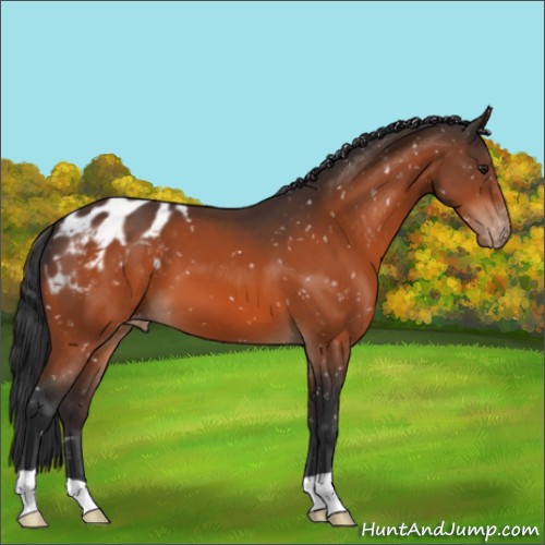 Horse Color:Brown Blanket 