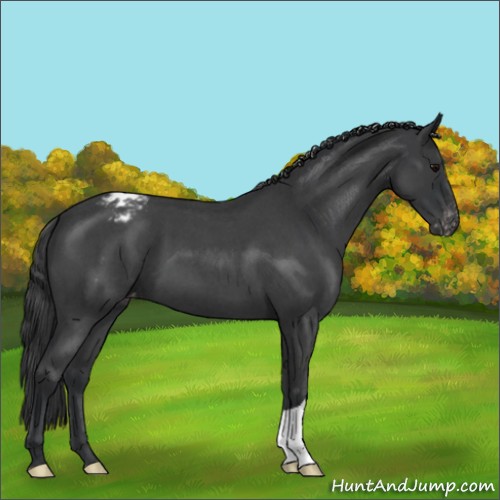 Horse Color:Blue Roan Snowcap 