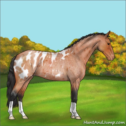 Horse Color:Bay Roan Appaloosa 