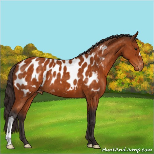 Horse Color:Buckskin Appaloosa 