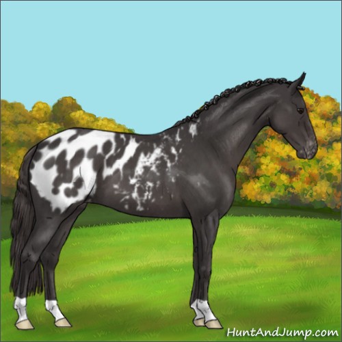 Horse Color:Smoky Blue Roan Appaloosa 