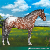 Horse Color:Brown Appaloosa 
