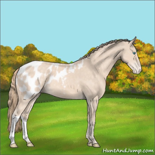 Horse Color:Perlino Appaloosa 