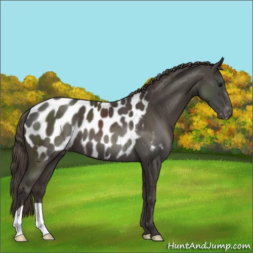Horse Color:Smoky Black Appaloosa 