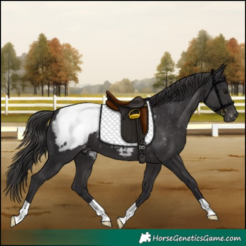 Horse Color:Smoky Black Appaloosa 