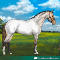 Horse Color:Buckskin Roan Snowcap 