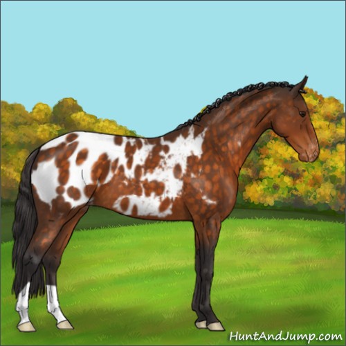 Horse Color:Buckskin Appaloosa 