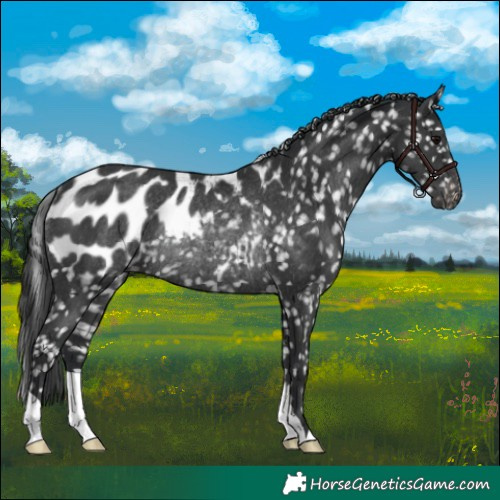 Horse Color:Black Appaloosa Rabicano 