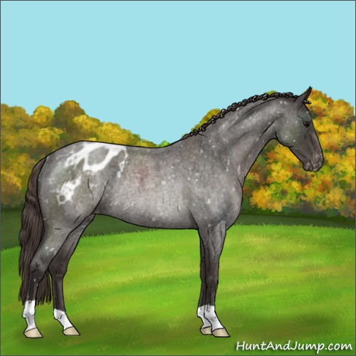 Horse Color:Smoky Blue Roan Appaloosa Rabicano 