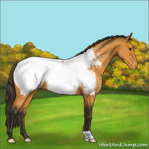 Horse Color:Buckskin Appaloosa 
