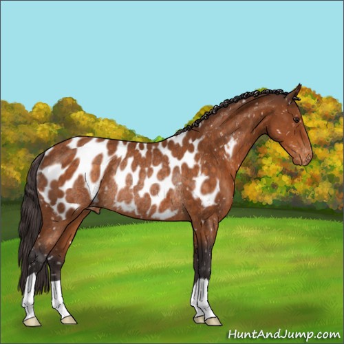 Horse Color:Buckskin Appaloosa Rabicano 