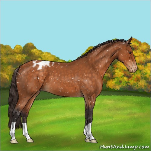 Horse Color:Buckskin Roan Appaloosa 