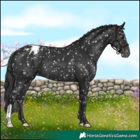 Horse Color:Black Appaloosa 