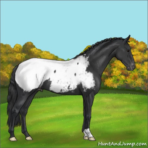 Horse Color:Black Near Fewspot 