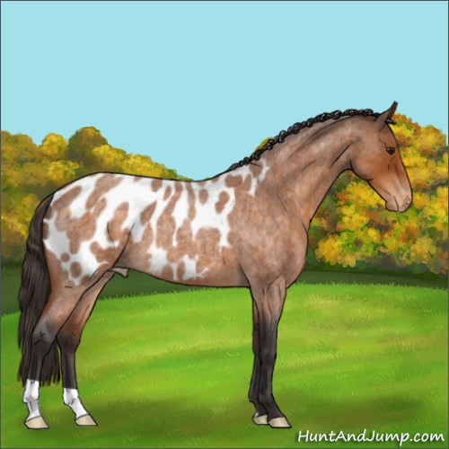 Horse Color:Buckskin Roan Appaloosa 