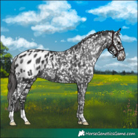 Horse Color:Black Appaloosa 