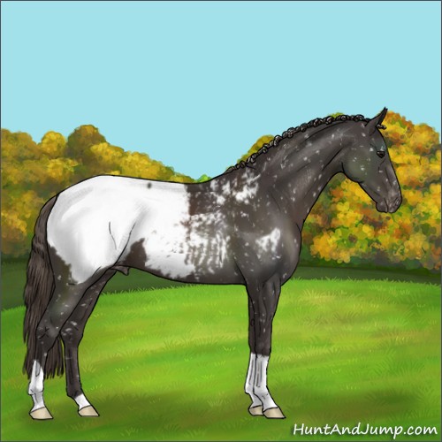 Horse Color:Smoky Black Near Fewspot 