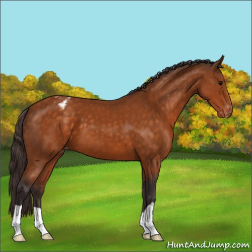 Horse Color:Buckskin Appaloosa 