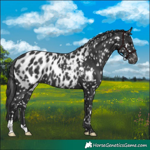 Horse Color:Black Near Leopard 