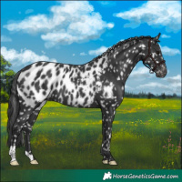 Horse Color:Black Near Leopard 