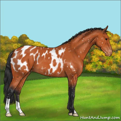Horse Color:Bay Appaloosa 
