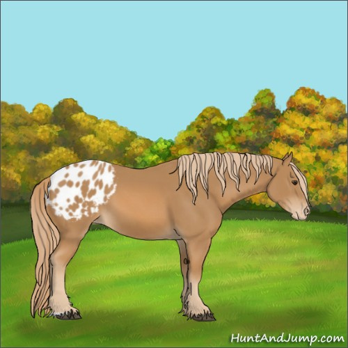Horse Color:Chestnut Blanket 
