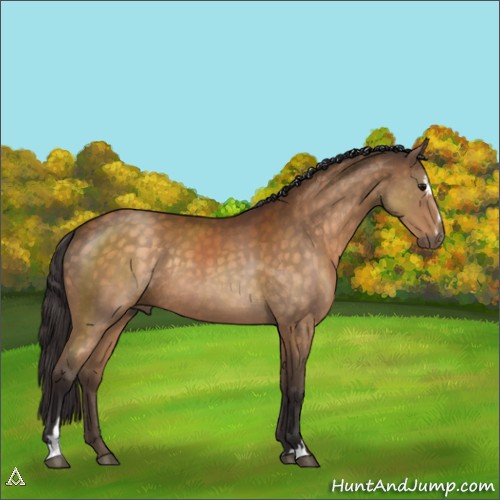 Horse Color:Unknown 
