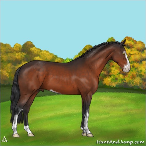 Horse Color:Brown Sabino 