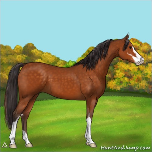 Horse Color:Unknown 