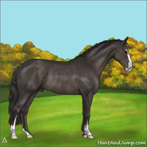Horse Color:Unknown 