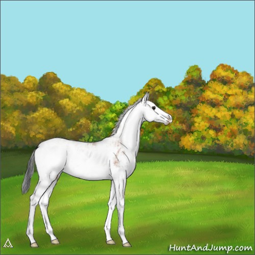 Horse Color:Brown Sabino Rabicano 