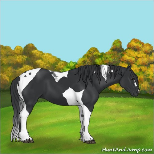 Horse Color:Black Tobiano 