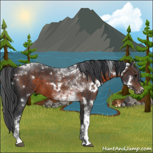 Horse Color:White Spotted Brown Tobiano 