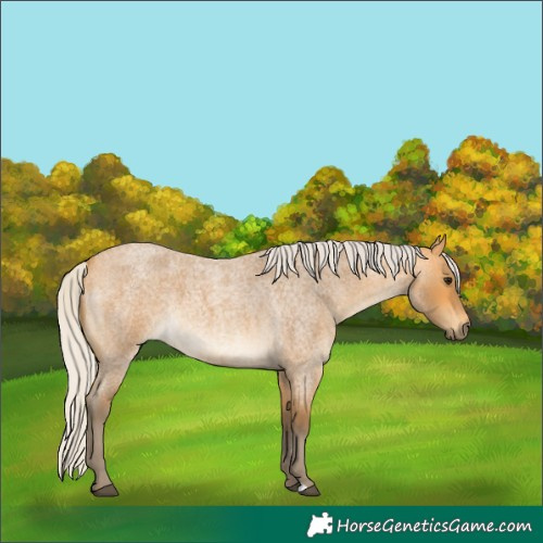Horse Color:Silver Buckskin Roan 