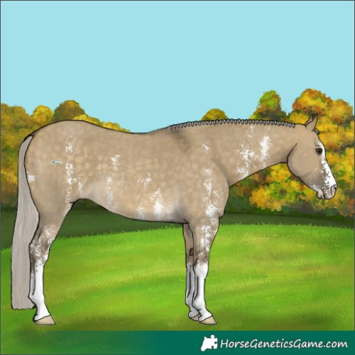 Horse Color:Silver Buckskin Dun Sabino 