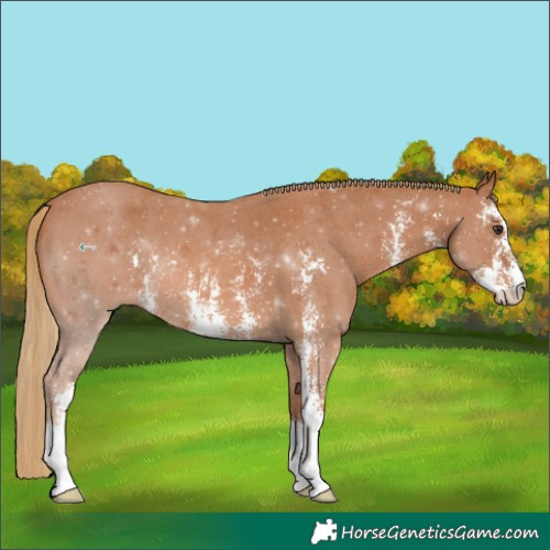 Horse Color:Chestnut Sabino 