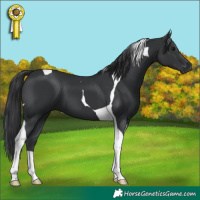 Horse Color:Black Tobiano 