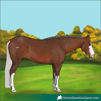 Horse Color:White Spotted Silver Brown