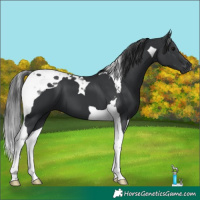 Horse Color:Black Tobiano 