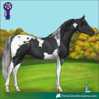Horse Color:Black Tobiano 