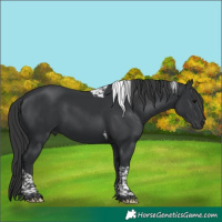 Horse Color:Black Tobiano 
