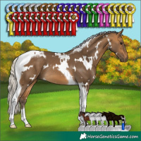 Horse Color:White Spotted Silver Buckskin Tobiano