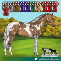 Horse Color:White Spotted Silver Buckskin Tobiano 