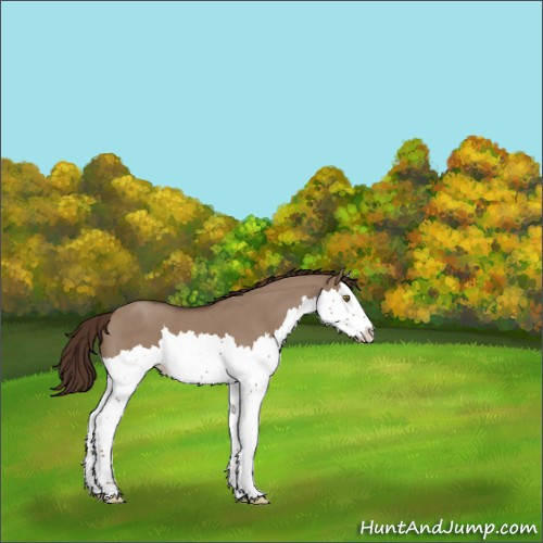 Horse Color:Liver Red Dun Roan Splash Appaloosa 